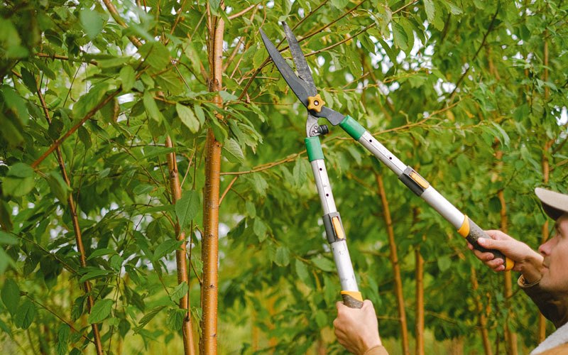 Tree trimming in Lake Station, IN